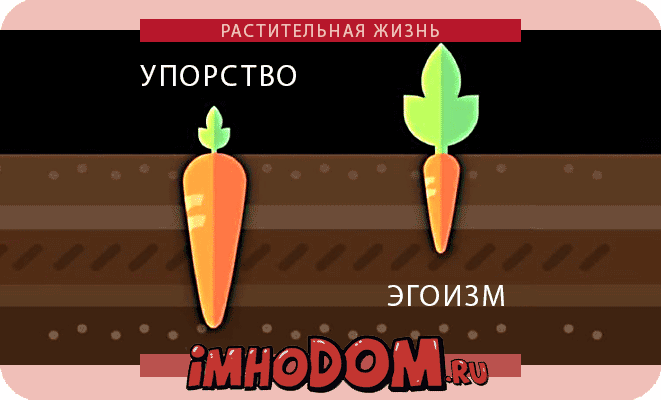 Упорство или Эгоизм